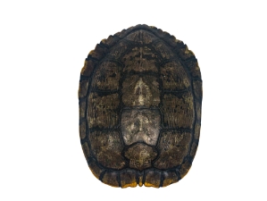 Red Ear Turtle Shell with a Block Pattern 8" to 9" 