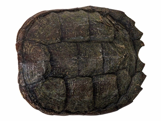 Snapping Turtle Shell with Plastron: 8" to 9" 