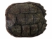 Snapping Turtle Shell with Plastron: 8" to 9" - 229-WP-0809 (Y3K)
