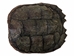 Snapping Turtle Shell with Plastron: 8" to 9" - 229-WP-0809 (Y3K)
