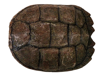 Snapping Turtle Shell with Plastron: 9" to 10" 