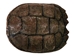 Snapping Turtle Shell with Plastron: 9" to 10" - 229-WP-0910 (Y3K)