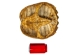 Snapping Turtle Shell with Plastron: 10" to 11" - 229-WP-1011 (Y3K)