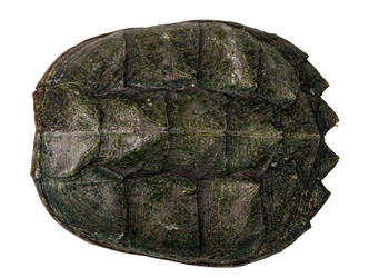 Snapping Turtle Shell with Plastron: 10" to 11" 