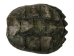 Snapping Turtle Shell with Plastron: 10" to 11" - 229-WP-1011 (Y3K)