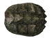 Snapping Turtle Shell with Plastron: 10" to 11" - 229-WP-1011 (10UBS)