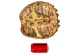 Snapping Turtle Shell with Plastron: 11" to 12" - 229-WP-1112 (Y3K)