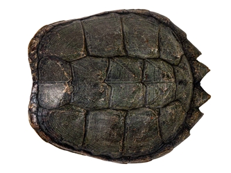 Snapping Turtle Shell with Plastron: 11" to 12" 