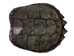 Snapping Turtle Shell with Plastron: 11" to 12" - 229-WP-1112 (Y3K)