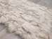 Coyote Fur Plate: Assorted - 262-PL-AS (9UL6)