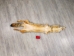 Trading Post A Coyote Skin - 262-TPA (Y2KWR)