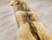 Trading Post A Coyote Skin - 262-TPA (Y2KWR)