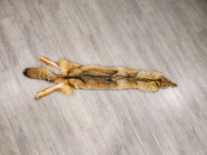 Trading Post A Coyote Skin 