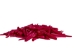 Oil-Painted Dentalium octangulatum: ~0.5" to 1": Fuchsia (30 g) - 267-30G-PS-FU (Y2KC15)