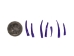Oil-Painted Dentalium octangulatum: ~0.5" to 1": Purple (30 g) - 267-30G-PS-PP (Y2KC14)