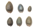 Ringtop Cowrie Shell (100-Pack) - 269-274-C (8UP11)