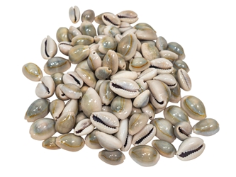 Ringtop Cowrie Shell (100-Pack) 