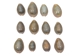 Ringtop Cowrie Shell (10-Pack) - 269-274-D (8UP11)