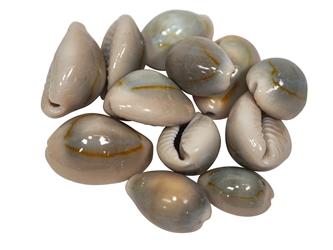 Ringtop Cowrie Shell (10-Pack) cowry shells