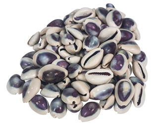 Purple Ringtop Cowrie Shell (100-Pack) cowry shells