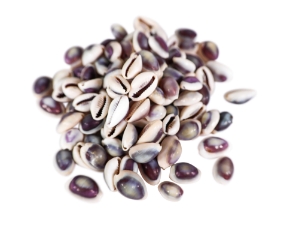 Purple Ringtop Cowrie Shell (100-Pack) cowry shells