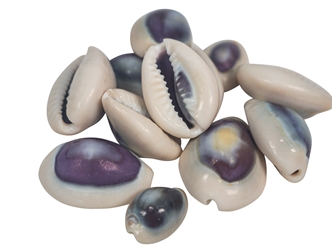 Purple Ringtop Cowrie Shell (10-Pack) cowry shells