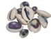 Purple Ringtop Cowrie Shell (10-Pack) - 269-275-D (8UP12)