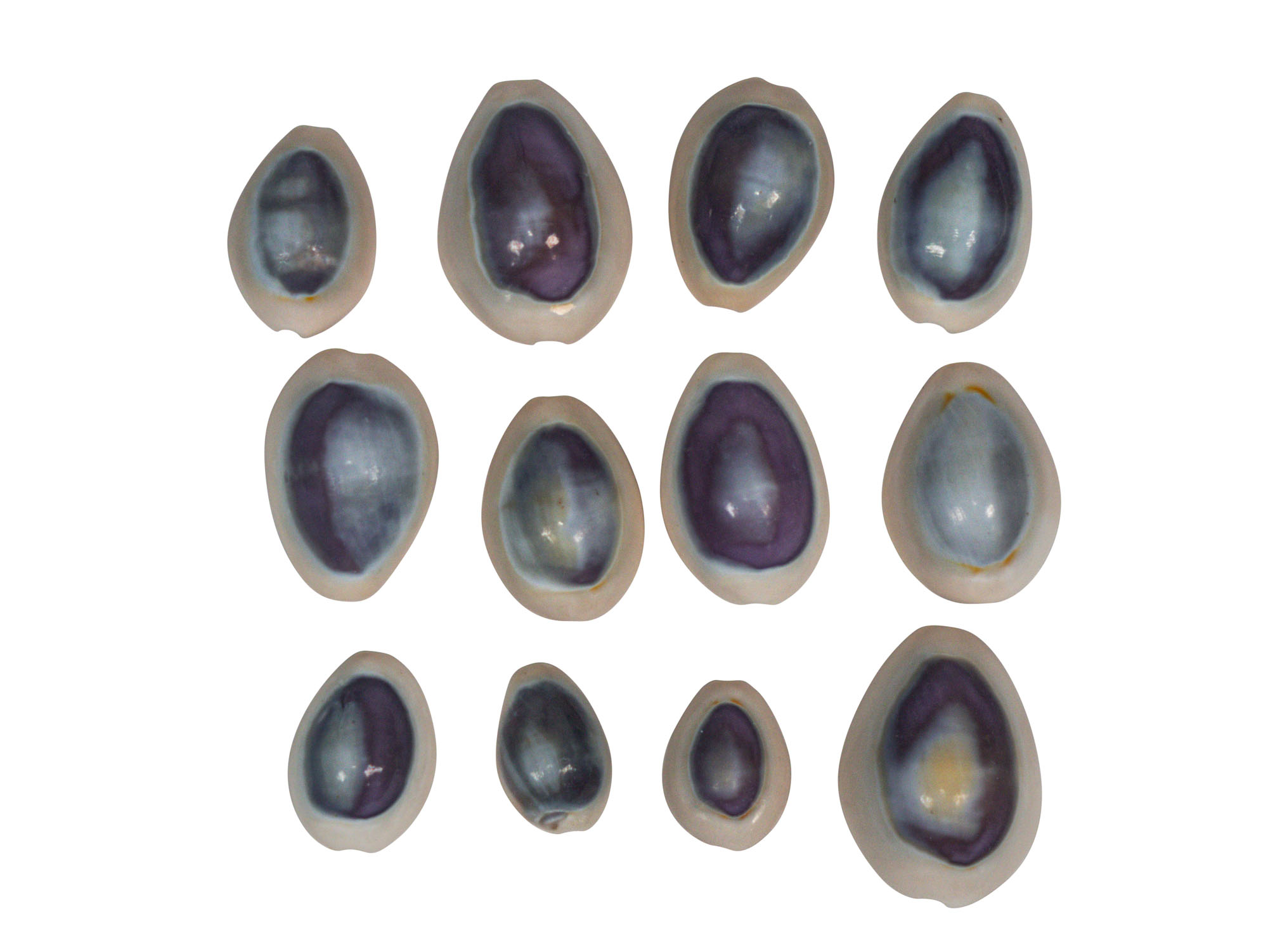 Purple Ringtop Cowrie Shell (10-Pack)