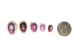 Purple Ringtop Cowrie Shell (kg) - 269-275-KG (Y3JRR)