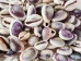 Purple Ringtop Cowrie Shell (kg) - 269-275-KG (Y3JRR)