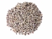 Purple Ringtop Cowrie Shell (kg) - 269-275-KG (Y3JRR)