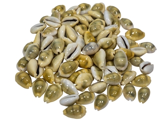 Yellow Money Cowrie Shells (100-Pack) 