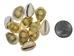Yellow Money Cowrie Shells (10-Pack) - 269-276-D (8UP11)