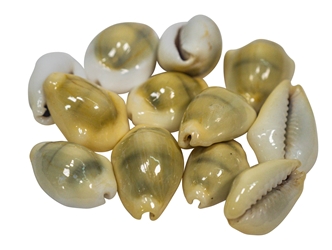Yellow Money Cowrie Shells (10-Pack) cowry shells