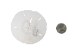 Sand Dollar - 294-3 (Y2HC13)