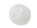 Sand Dollar - 294-3 (Y2HC13)