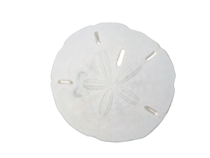 Sand Dollar 