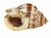 Nassa Phyrus Shells 0.375"-0.50" (1 kg or 2.2 lbs)    - 2HS-3247K-KG (Y3K)
