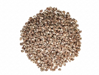 Nassa Phyrus Shells 0.375"-0.50" (1 kg or 2.2 lbs)    