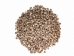 Nassa Phyrus Shells 0.375"-0.50" (1 kg or 2.2 lbs)    - 2HS-3247K-KG (Y3K)