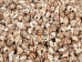 Nassa Phyrus Shells 0.375"-0.50" (1 kg or 2.2 lbs)    - 2HS-3247K-KG (Y3K)