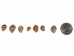 Nassa Phyrus Shells 0.375"-0.50" (1 kg or 2.2 lbs)    - 2HS-3247K-KG (Y3K)