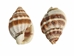 Nassa Phyrus Shells 0.375"-0.50" (1 kg or 2.2 lbs)    - 2HS-3247K-KG (Y3K)