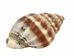Nassa Phyrus Shells 0.375"-0.50" (1 kg or 2.2 lbs)    - 2HS-3247K-KG (Y3K)