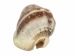 Nassa Phyrus Shells 0.375"-0.50" (1 kg or 2.2 lbs)    - 2HS-3247K-KG (Y3K)