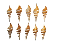 Tibia Shell: Spiral Cut: 4" to 5" (10 pack) 