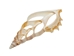 White Tibia Shell: Center Cut: 3.75" to 4" (10 pack) - 2HS-4410-10 (9UL16)