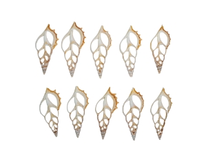 White Tibia Shell: Center Cut: 3.75" to 4" (10 pack) 