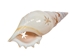 White Tibia Shell: Star Cut: 3.5" to 4" (10 pack) - 2HS-4416-10 (9UL16)