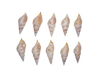 White Tibia Shell: Star Cut: 3.5" to 4" (10 pack) 